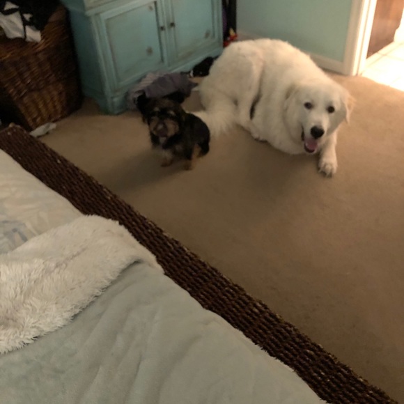 Meet The Posher - Picture 4 of 8